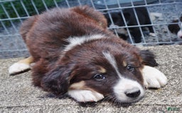 Border Collie dogs for sale: Aaron - Image 6