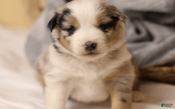 Miniature Australian Shepherd dogs for sale: Washington - Image 21