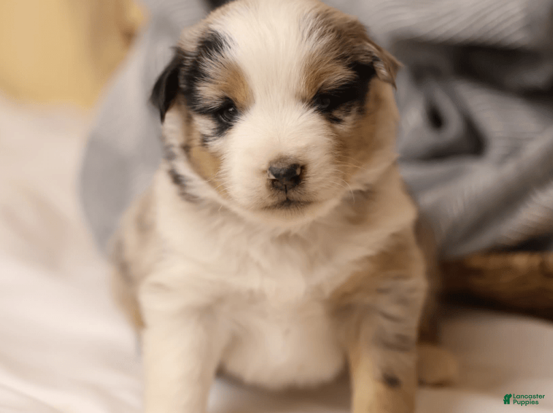 Miniature Australian Shepherd dogs for sale: Washington - Image 21