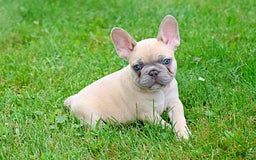 French Bulldog dogs for sale: Emma - Image 9