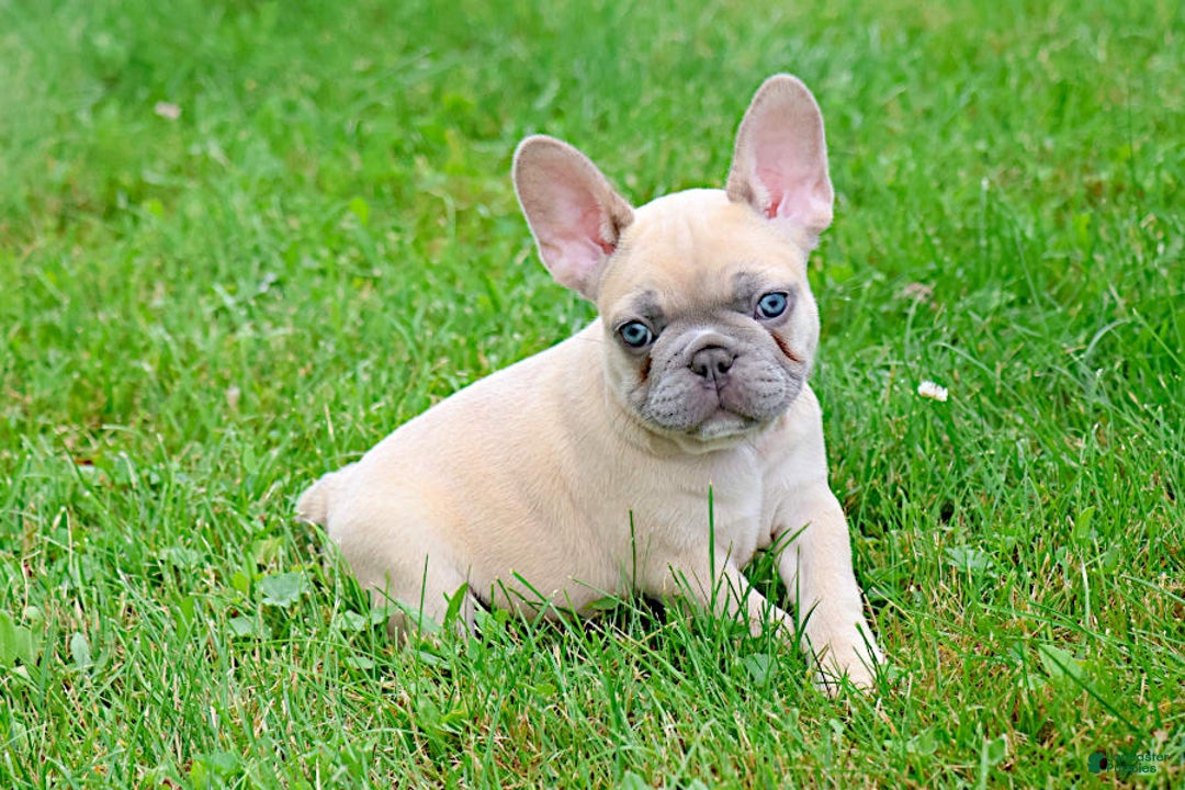 French Bulldog dogs for sale: Emma - Image 9
