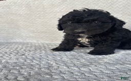 Mini Aussiedoodle dogs for sale: Hugo - Image 1