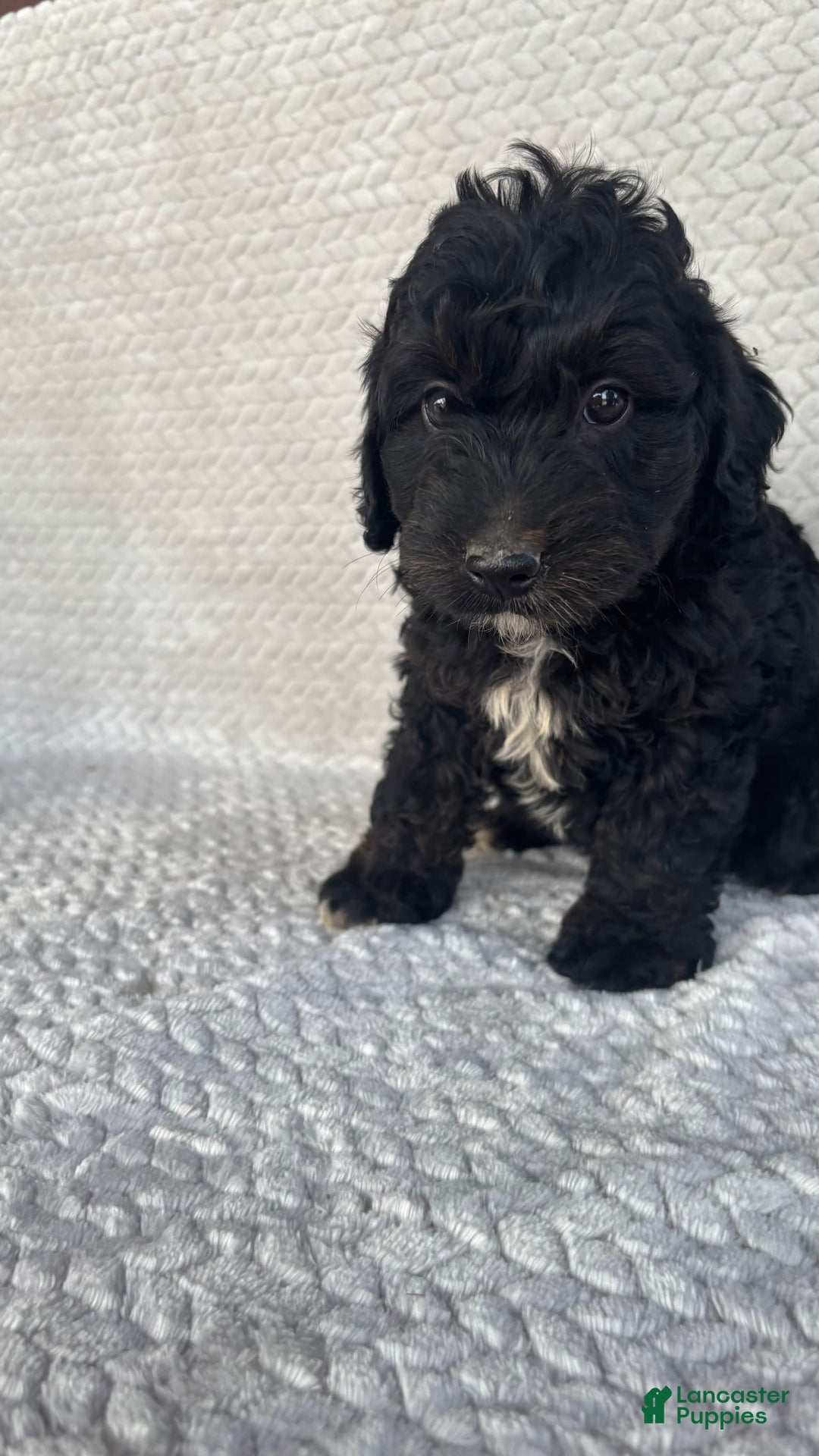 Mini Aussiedoodle dogs for sale: Hugo - Image 1