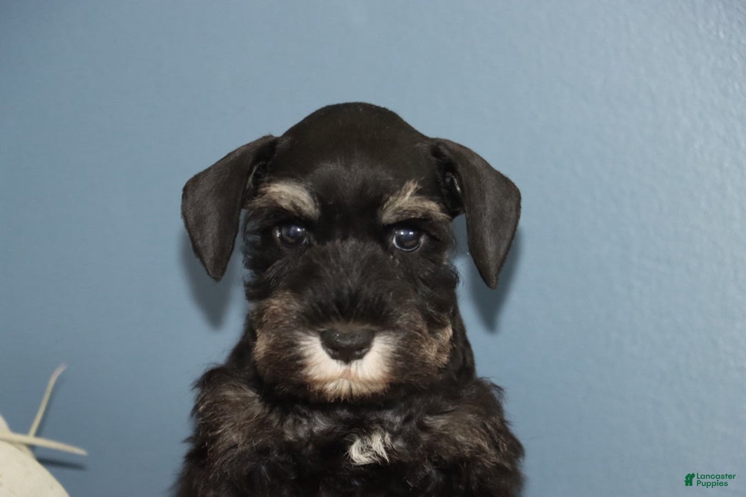 Miniature Schnauzer dogs for sale: Ava - Image 3