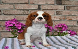 Cavalier King Charles Spaniel dogs for sale: Sparky - Image 8