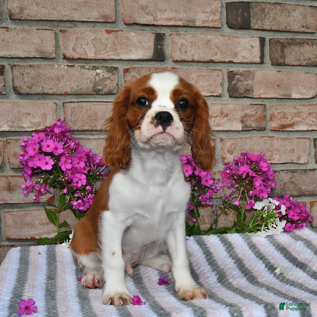 Cavalier King Charles Spaniel dogs for sale: Sparky - Image 8
