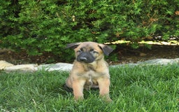 Belgian Malinois dogs for sale: Leo - Image 4