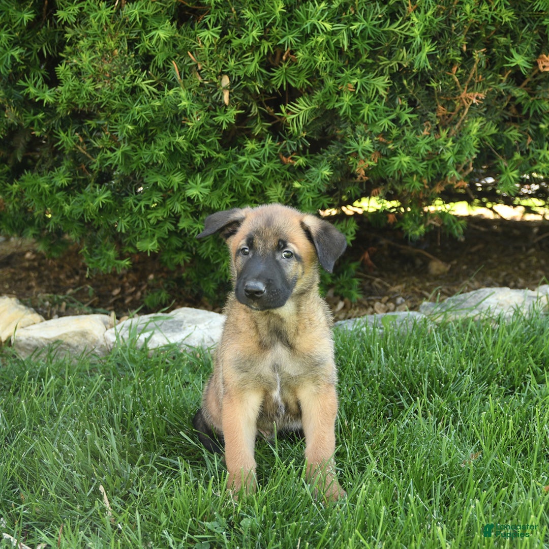 Belgian Malinois dogs for sale: Leo - Image 4