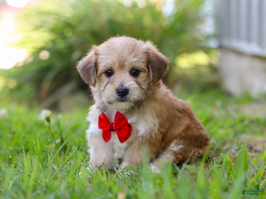 Morkie dogs for sale: Kelvin - Image 7