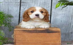 Cavalier King Charles Spaniel dogs for sale: Tyrone - Image 5