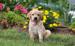 Golden Retriever dogs for sale: Miley - Image 1