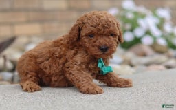Miniature Poodle dogs for sale: Ripley - Image 8