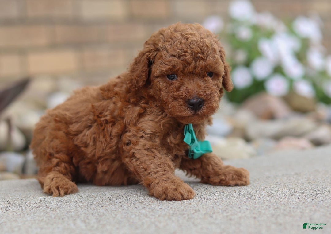 Miniature Poodle dogs for sale: Ripley - Image 8
