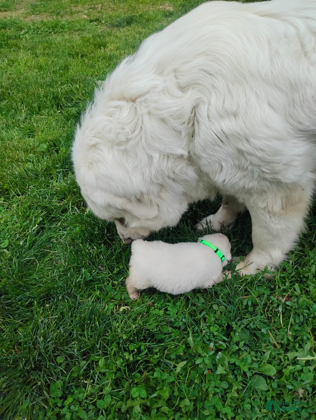 Great Pyrenees dogs for sale: Holly - Image 6