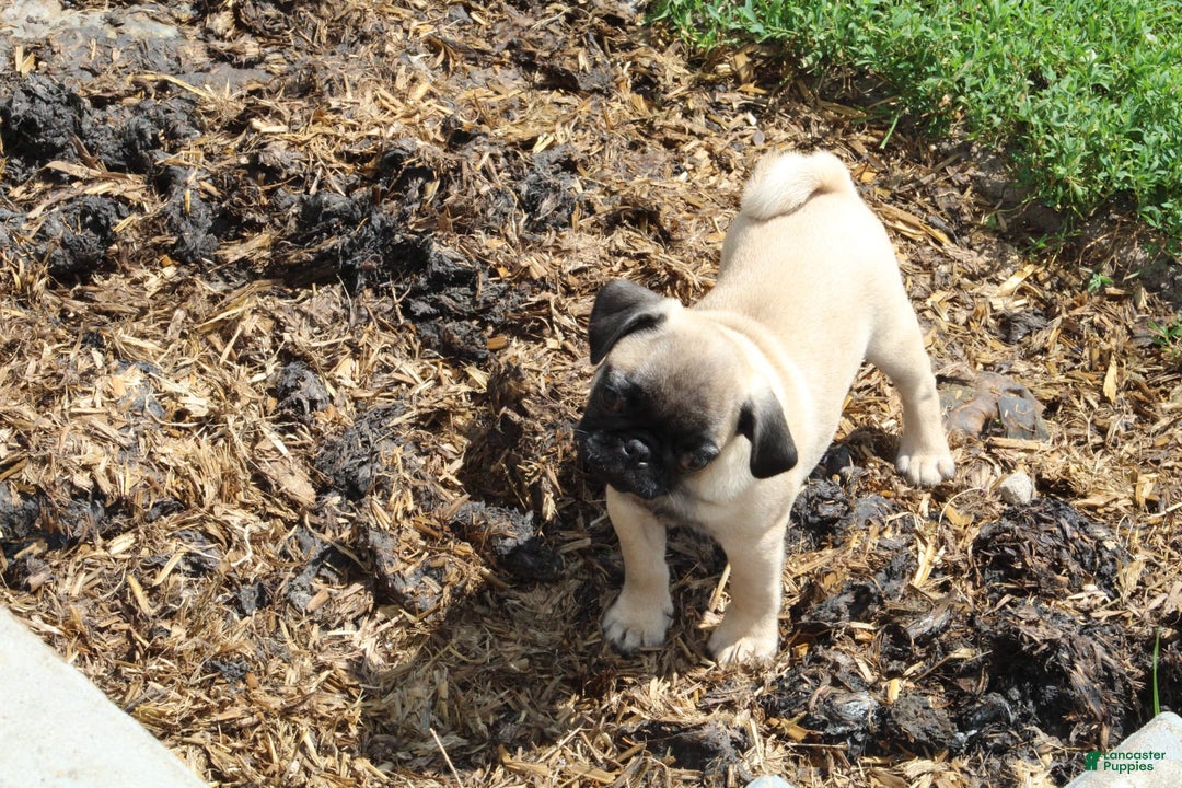 Pug dogs for sale: Pug 3 puppies - Image 9