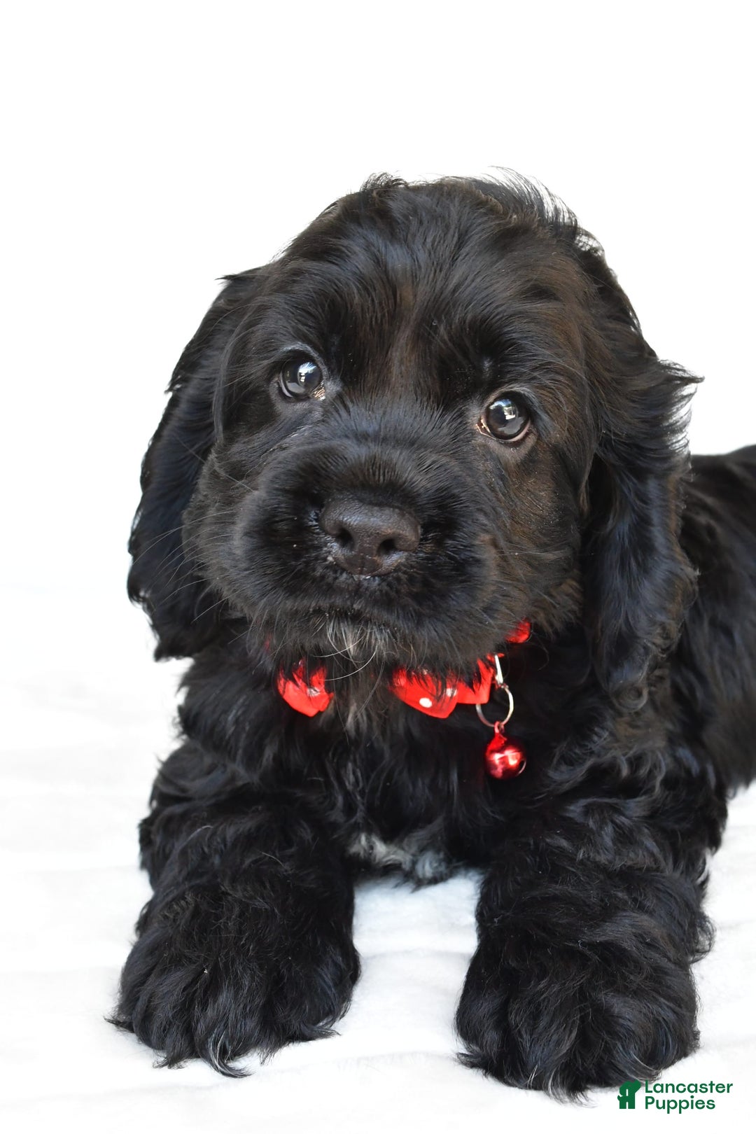 Cocker Spaniel dogs for sale: Poochie - Image 3