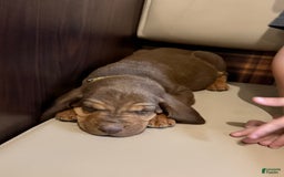 Bloodhound dogs for sale: Chunky Monkey - Image 1