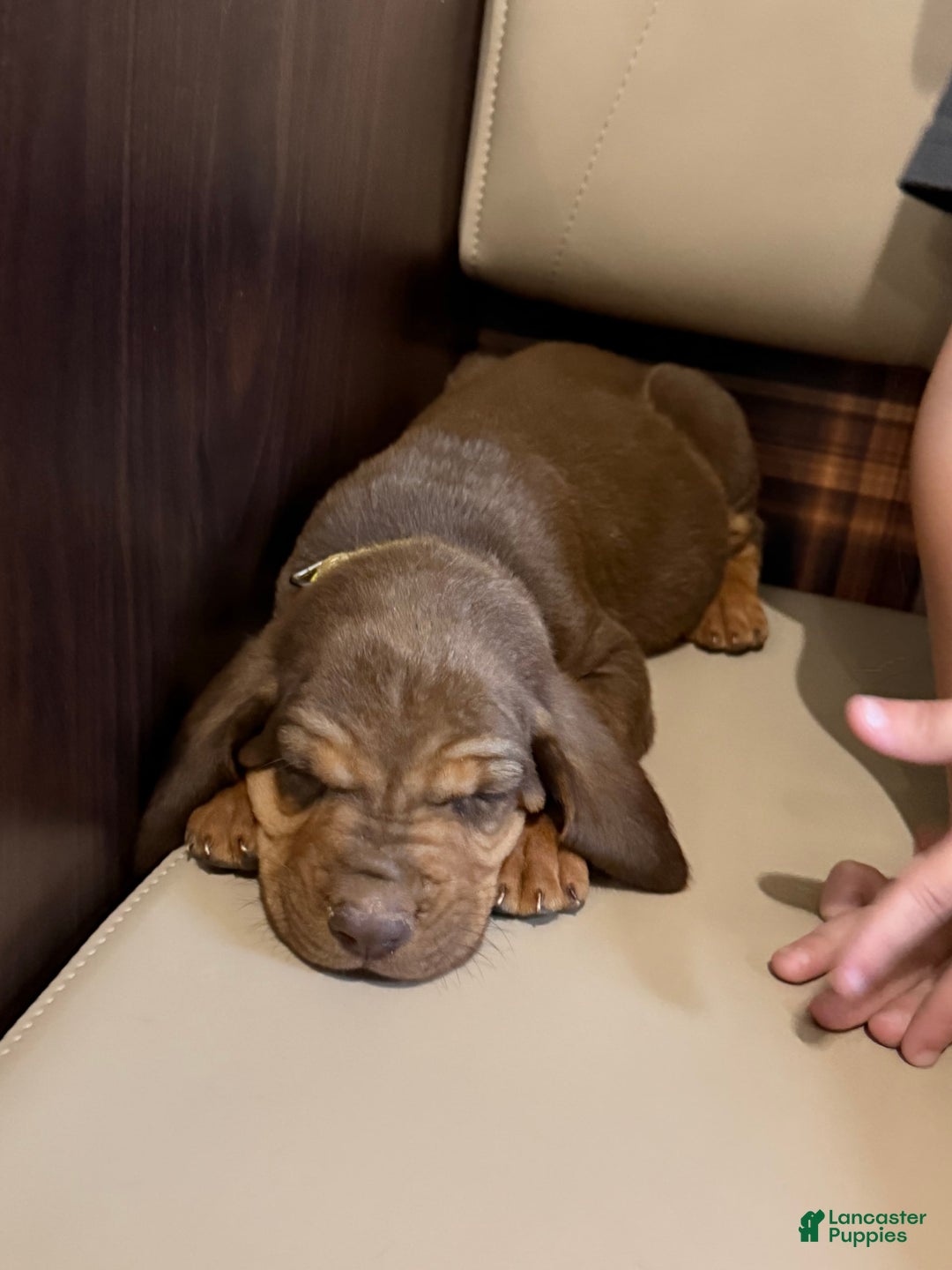 Bloodhound dogs for sale: Chunky Monkey - Image 1