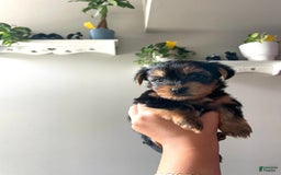 Yorkshire Terrier dogs for sale: Stella - Image 7