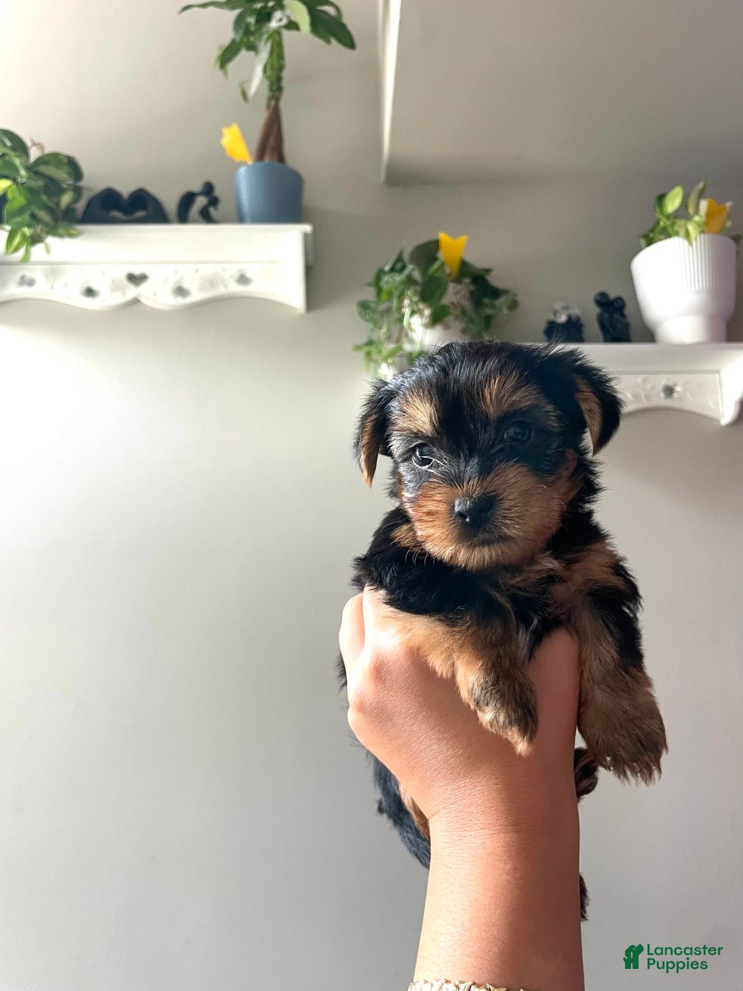 Yorkshire Terrier dogs for sale: Stella - Image 7