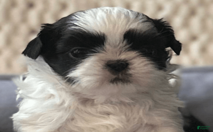Shih Tzu dogs for sale - Ad 1