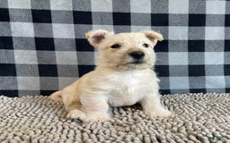 Scottish Terrier dogs for sale: Margie - Image 1