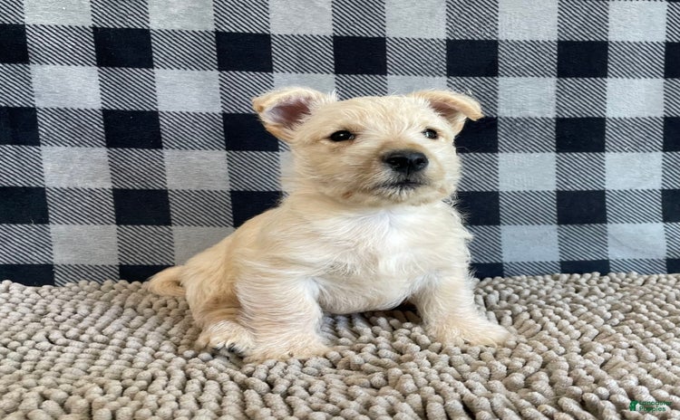 Scottish Terrier dogs for sale - Ad 1