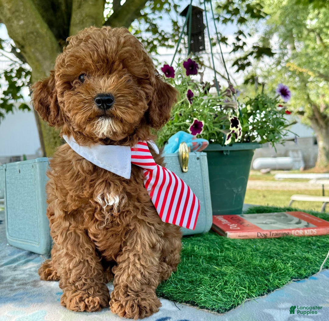 Toy Poodle dogs for sale: Toy Poodle 4 puppies - Image 14