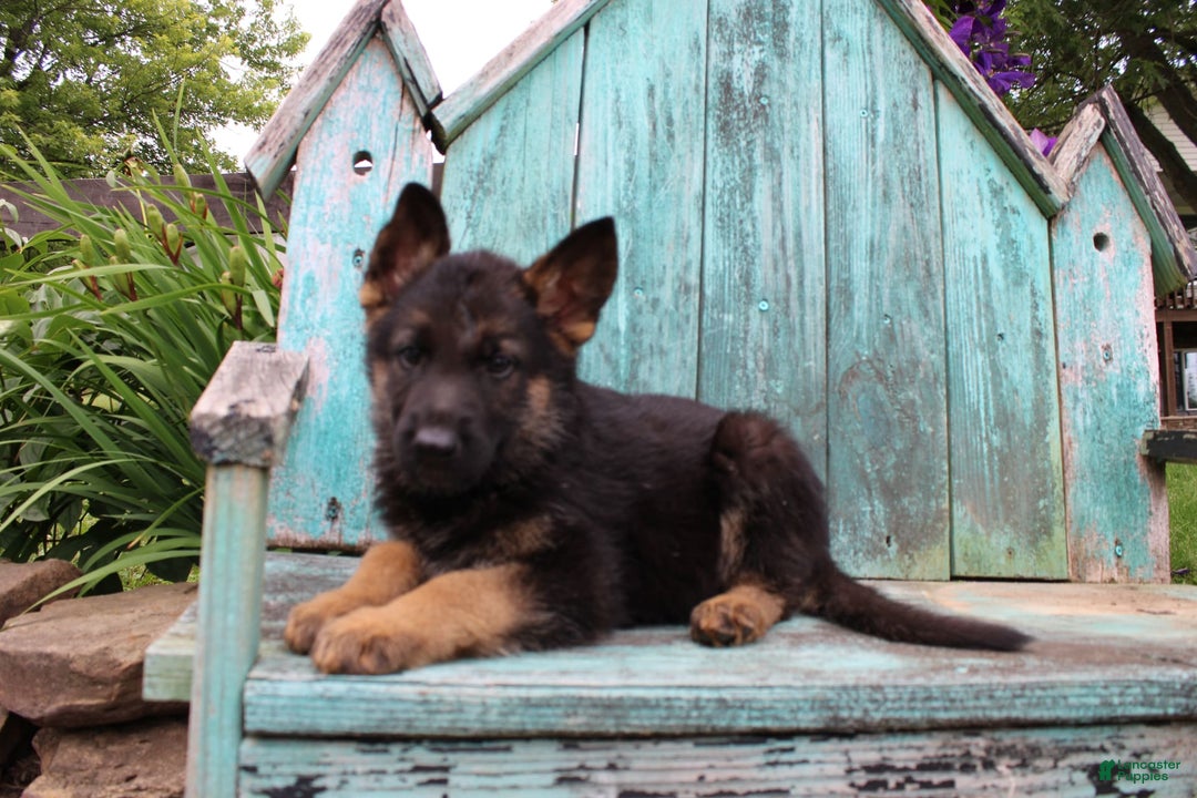 German Shepherd dogs for sale: Bruno - Image 9