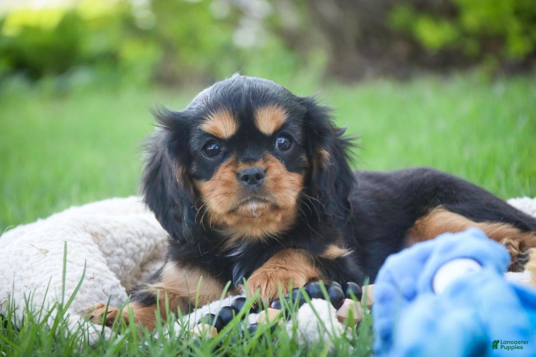 Cavalier King Charles Spaniel dogs for sale: Pluto - Image 20