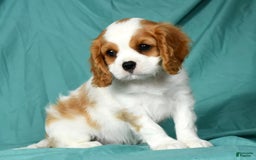 Cavalier King Charles Spaniel dogs for sale: Isaiah - Image 3