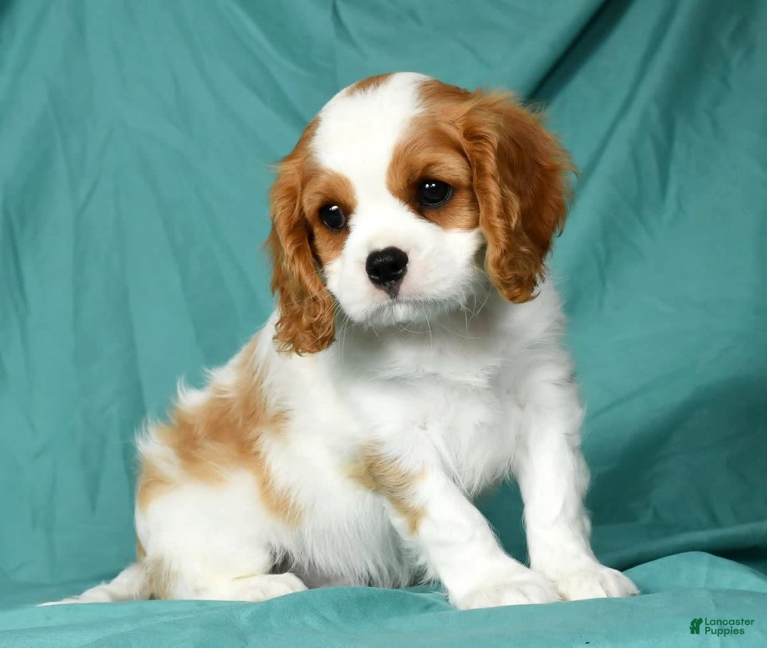 Cavalier King Charles Spaniel dogs for sale: Isaiah - Image 3