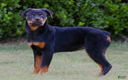 Rottweiler dogs for sale: Lily - Image 1