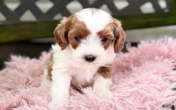 Cavapoo dogs for sale: Brady - Image 10