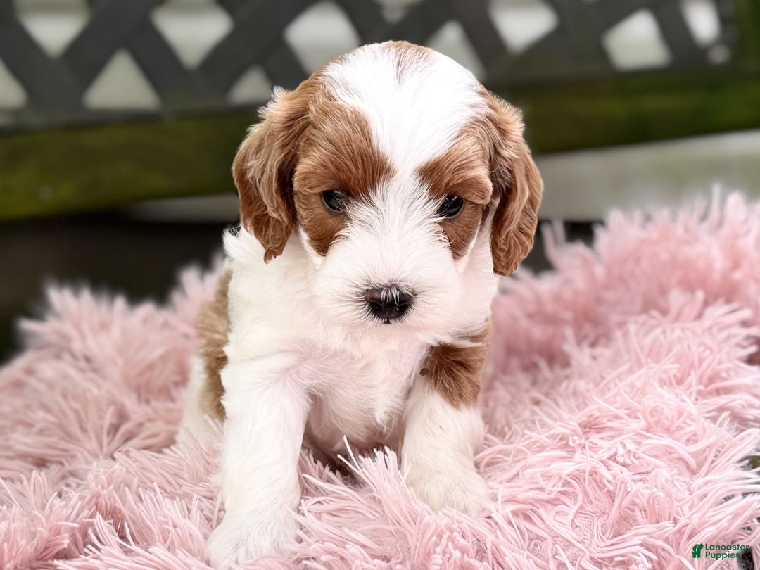 Cavapoo dogs for sale: Brady - Image 10
