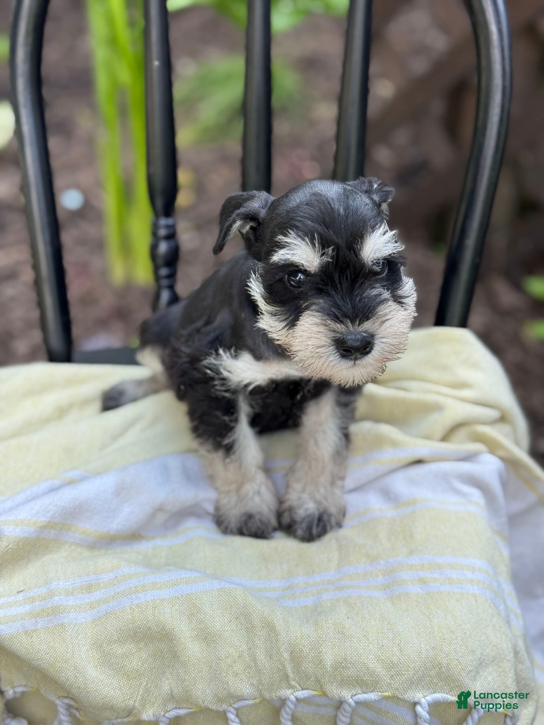 Miniature Schnauzer dogs for sale: Tilford - Image 10
