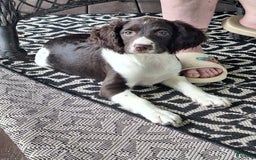 English Springer Spaniel dogs for sale: Jonie - Image 16