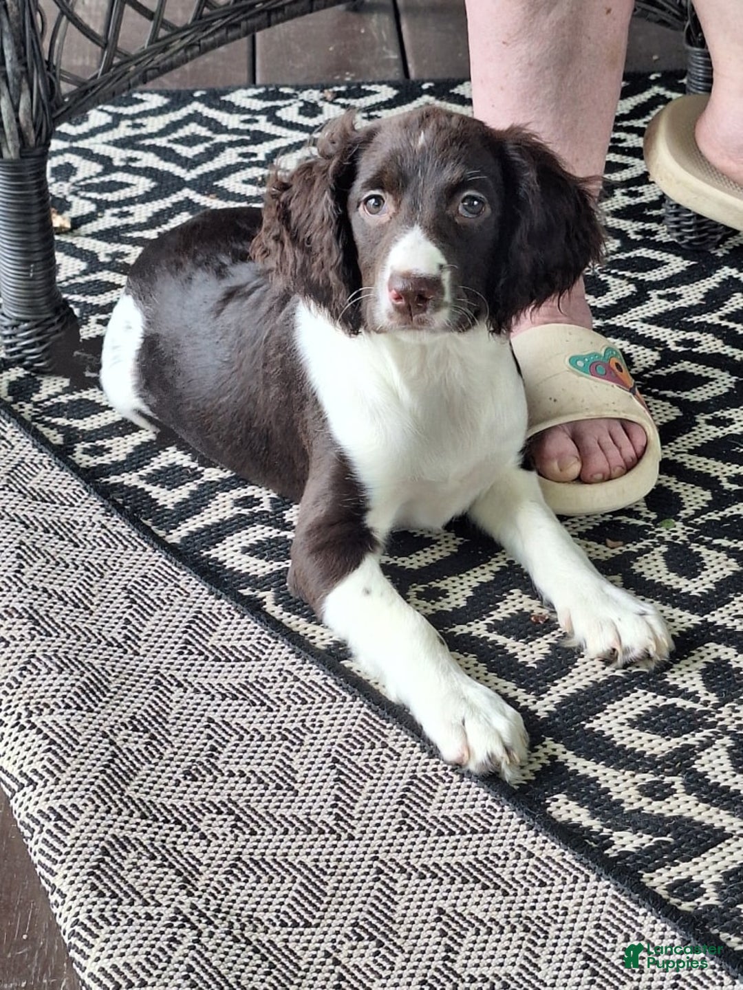 English Springer Spaniel dogs for sale: Jonie - Image 16