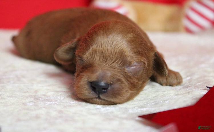Cavapoo dogs for sale - Ad 2