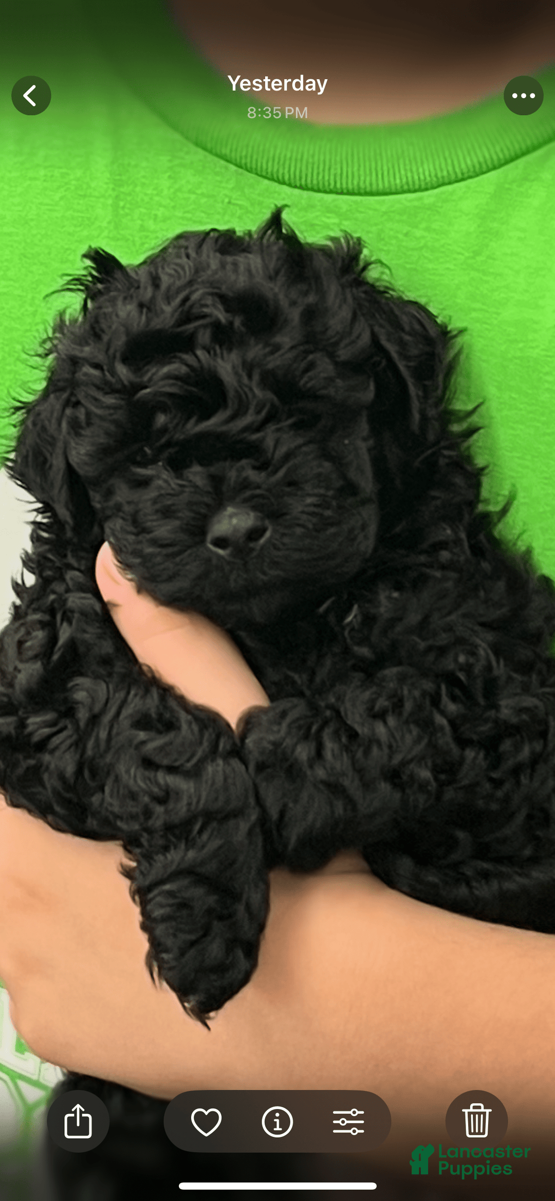 Miniature Poodle dogs for sale: Sonic - Image 23