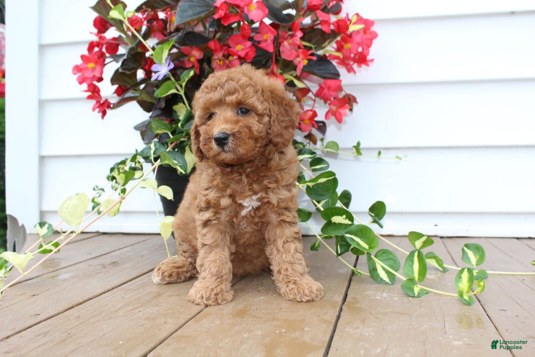 Mini Goldendoodle dogs for sale: Karly - Image 1