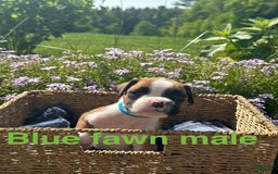 Boxer dogs for sale: Blue - Image 1