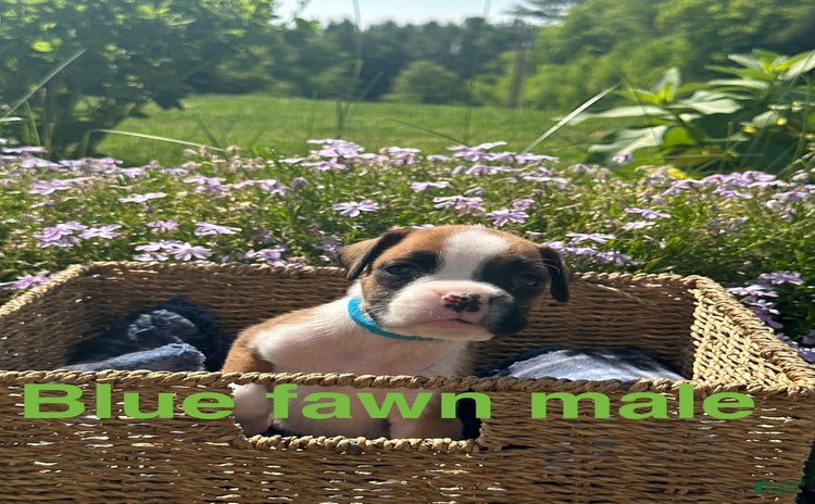 Boxer dogs for sale - Ad 4