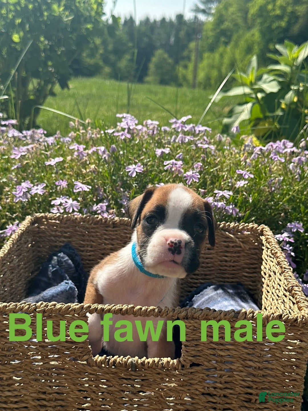 Boxer dogs for sale: Blue - Image 1