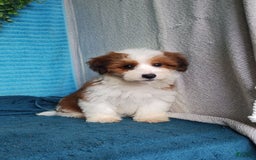 Havanese dogs for sale: Stella - Image 2