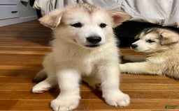 Alaskan Malamute dogs for sale: Acadia - Image 9