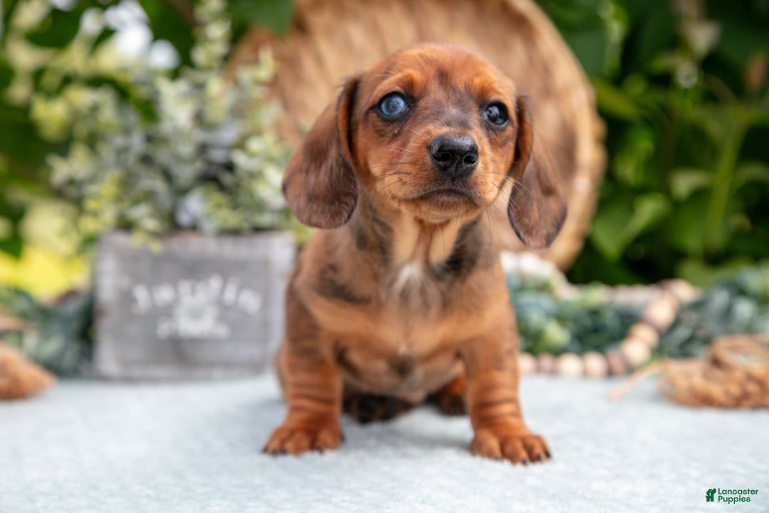 Miniature Dachshund dogs for sale: Garnet - Image 6