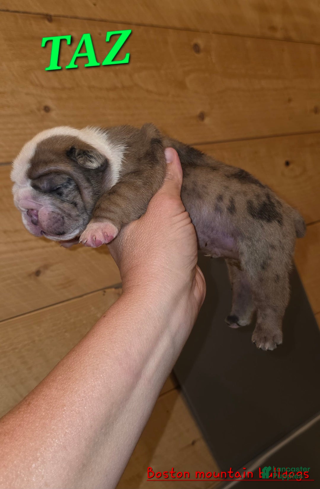 Olde English Bulldogge dogs for sale: Jimi - Image 9
