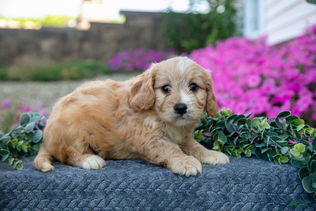 Cavachon dogs for sale: Nelson - Image 2