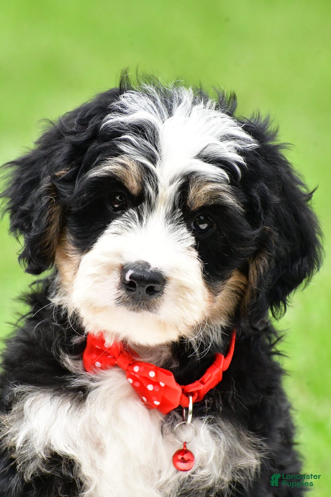 Mini Bernedoodle dogs for sale: Jay - Image 1